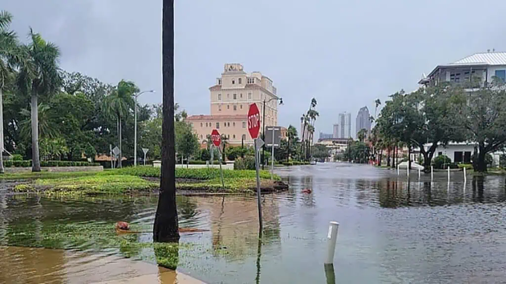 Davis Islands Community Rallies as Local Businesses Recover from Storm’s Impact