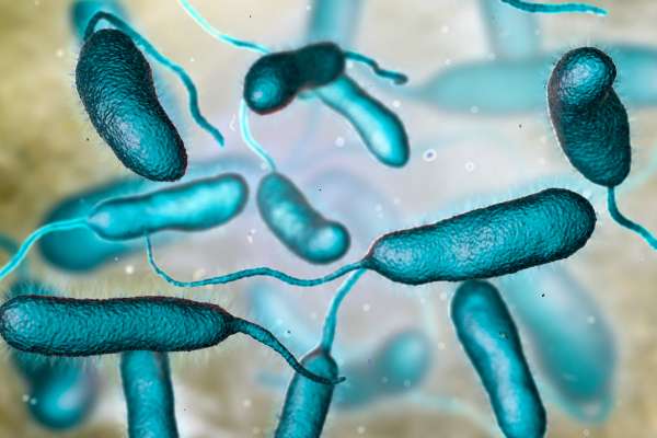 Deadly Bacteria Claims 13 Lives in Florida Following Recent&nbsp;Hurricanes