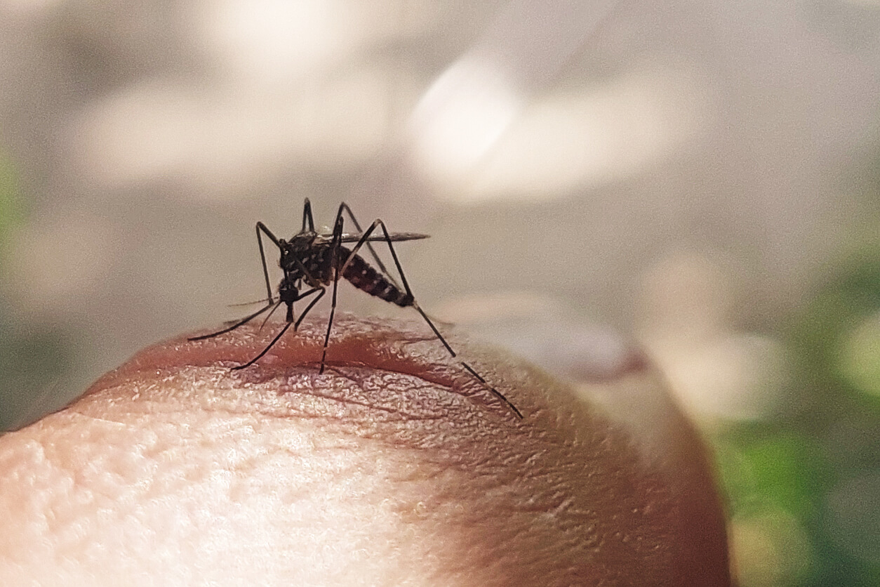 Dengue Fever Cases Confirmed in Tampa Bay After Recent Hurricanes