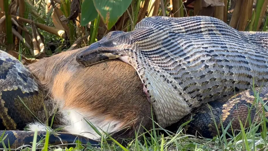 Powerful Python Found Swallowing Wild Deer in Southwest Florida Stuns Scientists