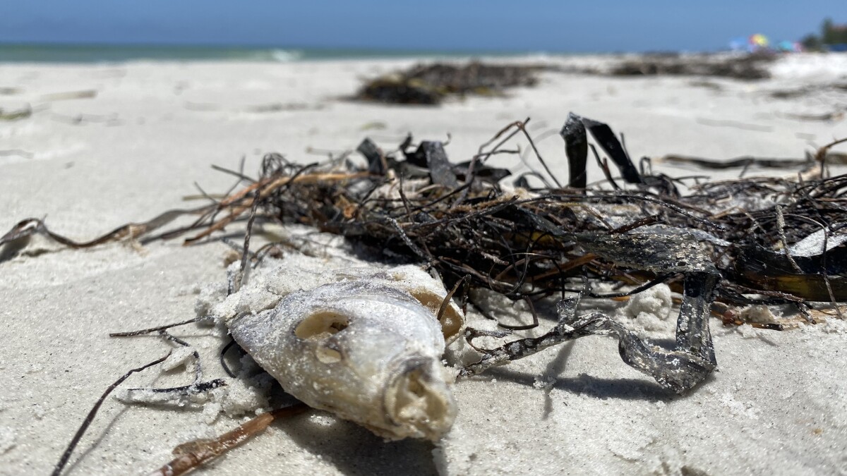 Red Tide Detected in Pinellas County Waters Following Hurricane Helene