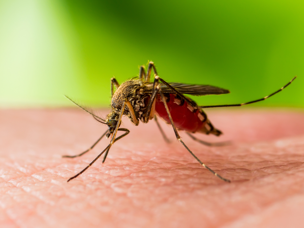 Spike in Mosquito-Borne West Nile Virus Hitting Tampa Bay, Pinellas County Government Warns&nbsp;Residents