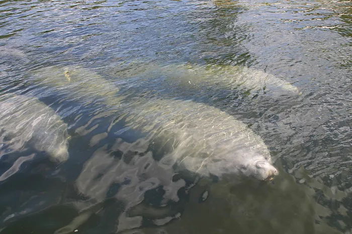 As Manatees Begin Annual Migration to Warmer Waters, FWC Urges Boaters to Stay Vigilant