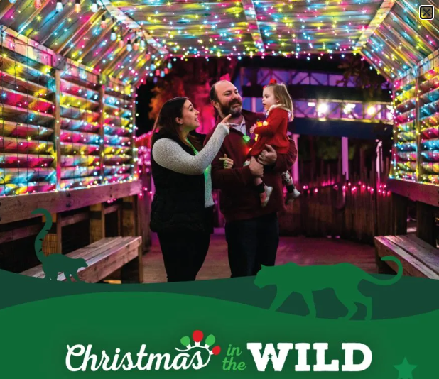 ‘Christmas in the Wild’ Returns to ZooTampa this Holiday Season