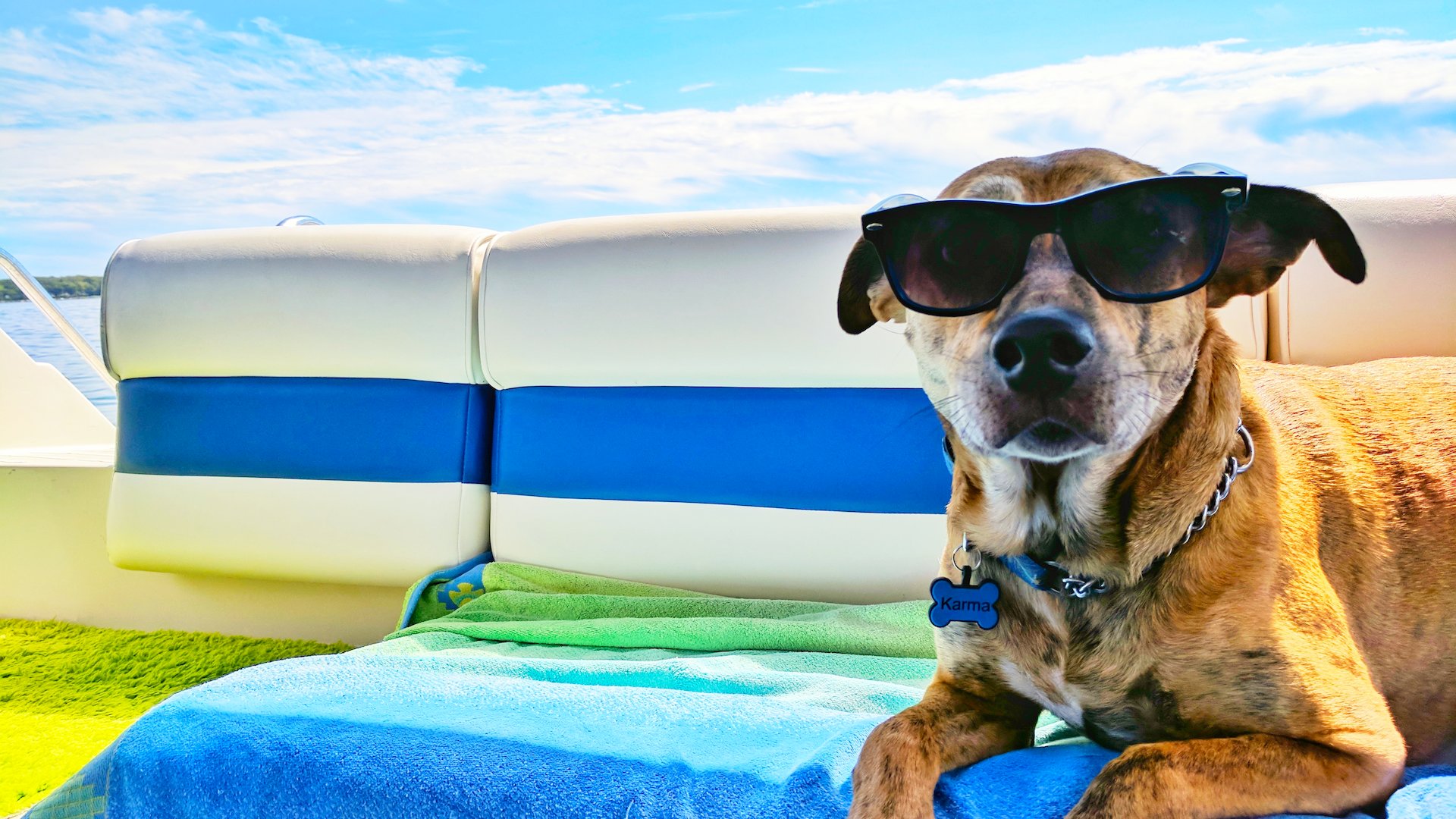 Dog-Friendly Cruise Departing from Port Tampa Bay in 2025: What to Know