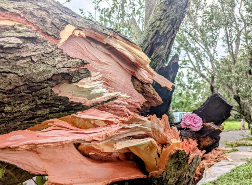 Double-Hurricane Devastating Impact on St. Petersburg Parks’ System Revealed