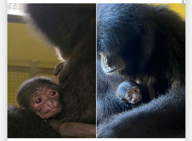 Endangered Siamang Born at ZooTampa Is a Rare Addition to an Imperiled Species