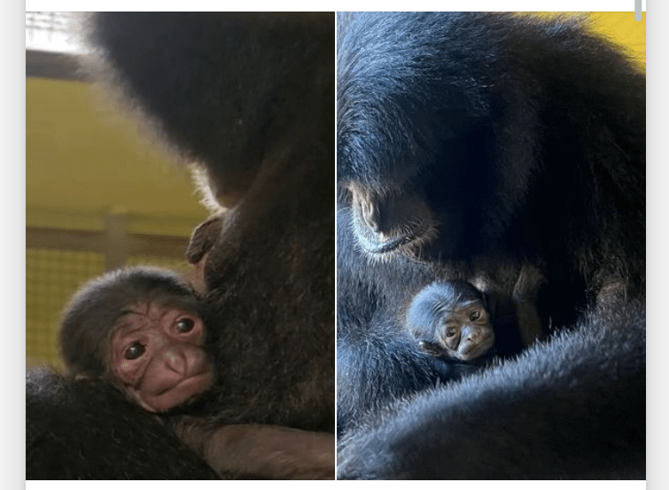 Endangered Siamang Born at ZooTampa Is a Rare Addition to an Imperiled&nbsp;Species