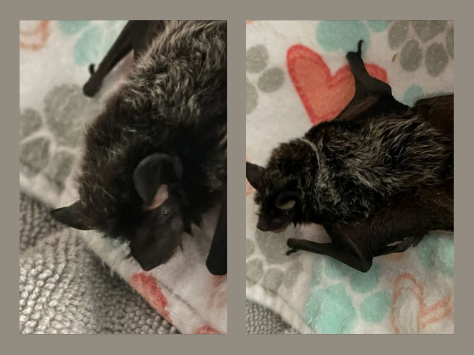 Rare Silver-Haired Bat Found in Satellite Beach, an Uncommon Sighting In the Sunshine State