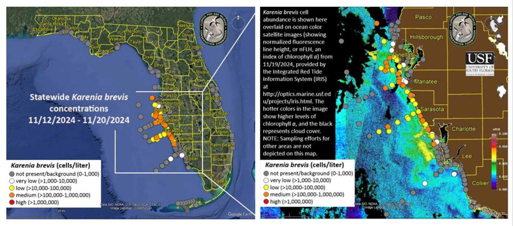 Red Tide Continues to Affect Tampa Bay Area Beaches