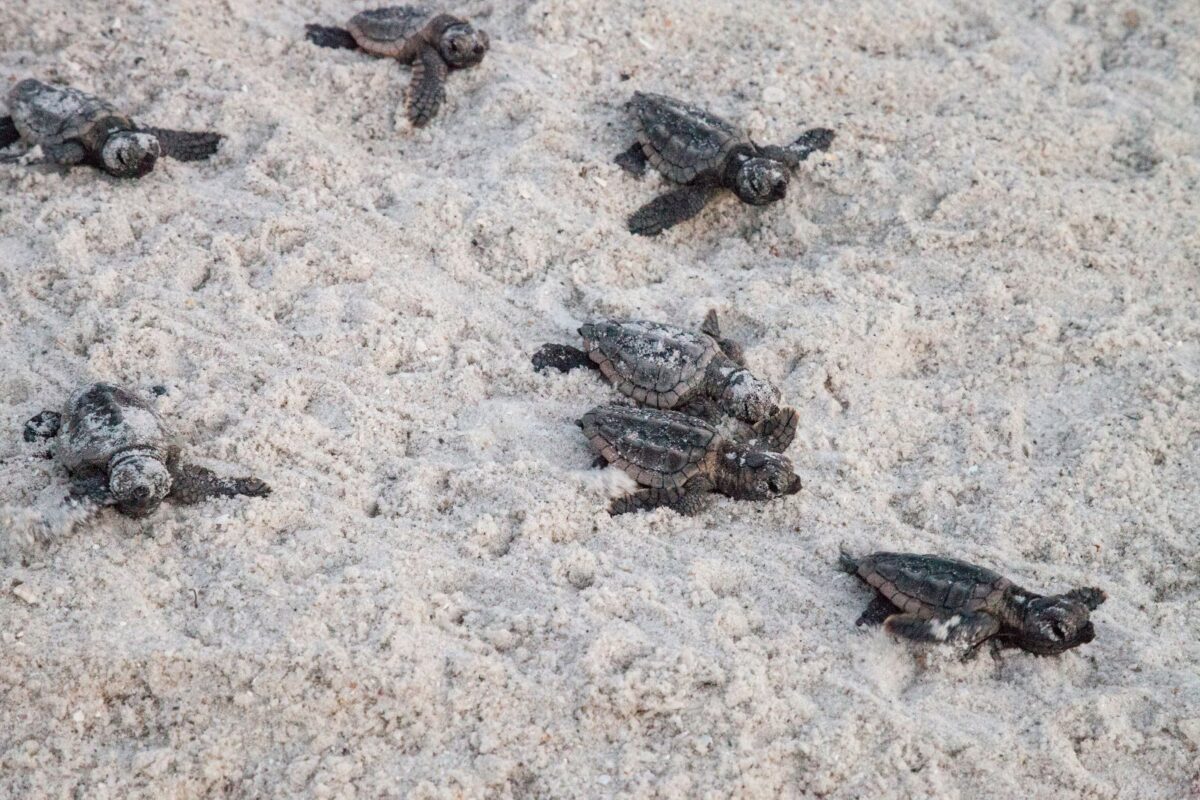 Sea Turtle Nests Increase on Famous Florida Beach, But Hurricanes Wash Many Away