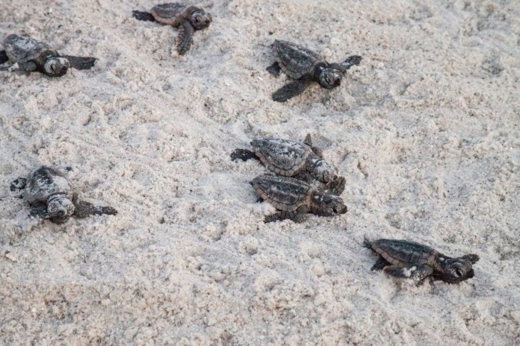 Sea Turtle Nests Increase on Famous Florida Beach, But Hurricanes Wash Many&nbsp;Away