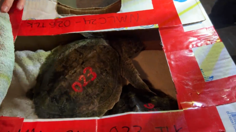 6 Cold-Stunned Sea Turtles Transported to Florida Aquarium for Rehabilitation,&nbsp;Release