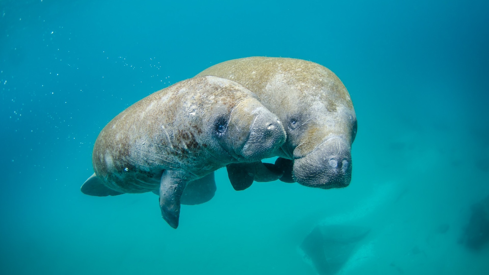 Baby Manatee Deaths Decline as Year Winds Down