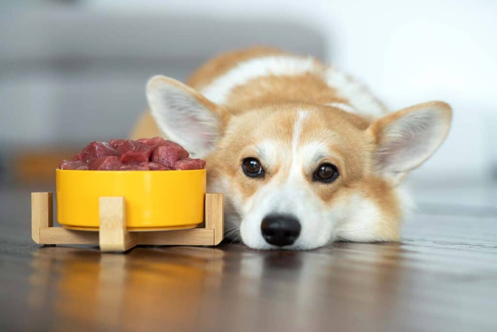 Blue Ridge Beef Recalls Puppy Food Due to Salmonella Risk