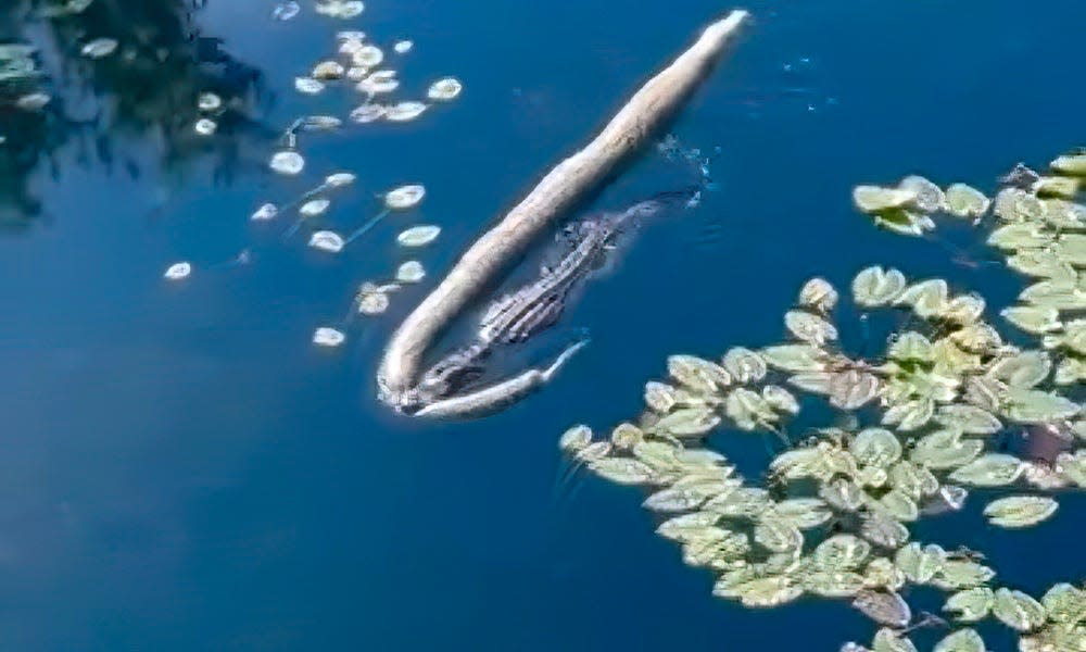 Death Roll in the Everglades as Aggressive Gator Claims Giant Python
