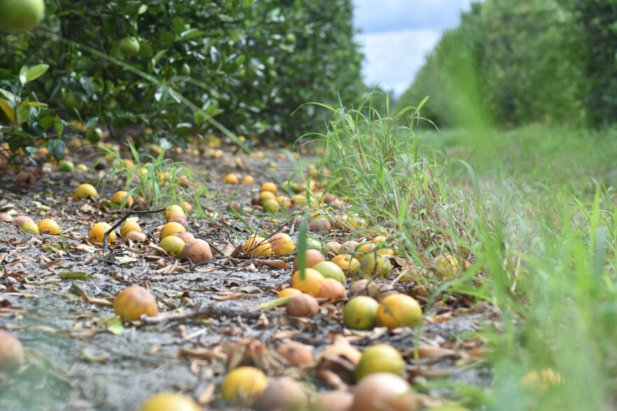Florida Citrus Industry Faces Historic Low Harvest Following Hurricane&nbsp;Milton
