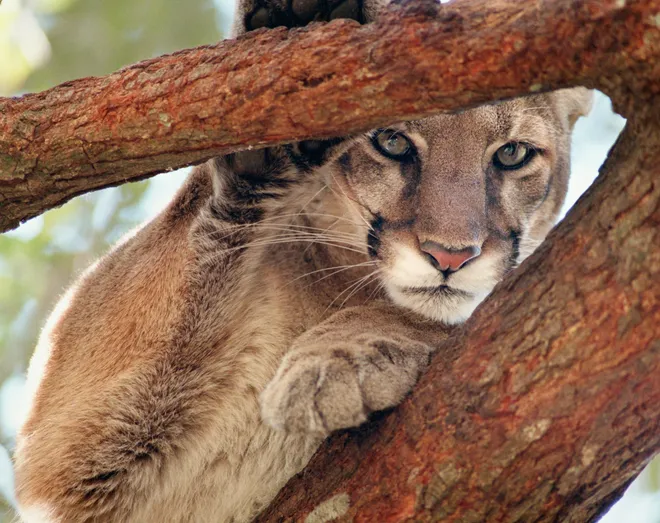 Florida Panthers Are Dying at a Near-Record Rate This Year
