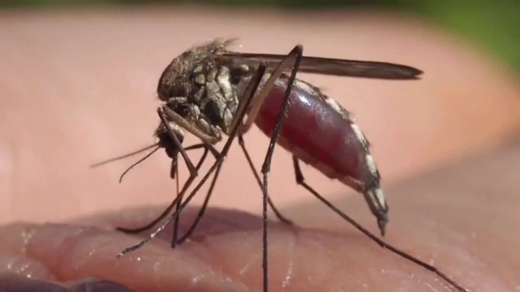 Six Dengue Fever Cases Reported in Hillsborough County: Mosquito-Borne Illness Alert&nbsp;Issued
