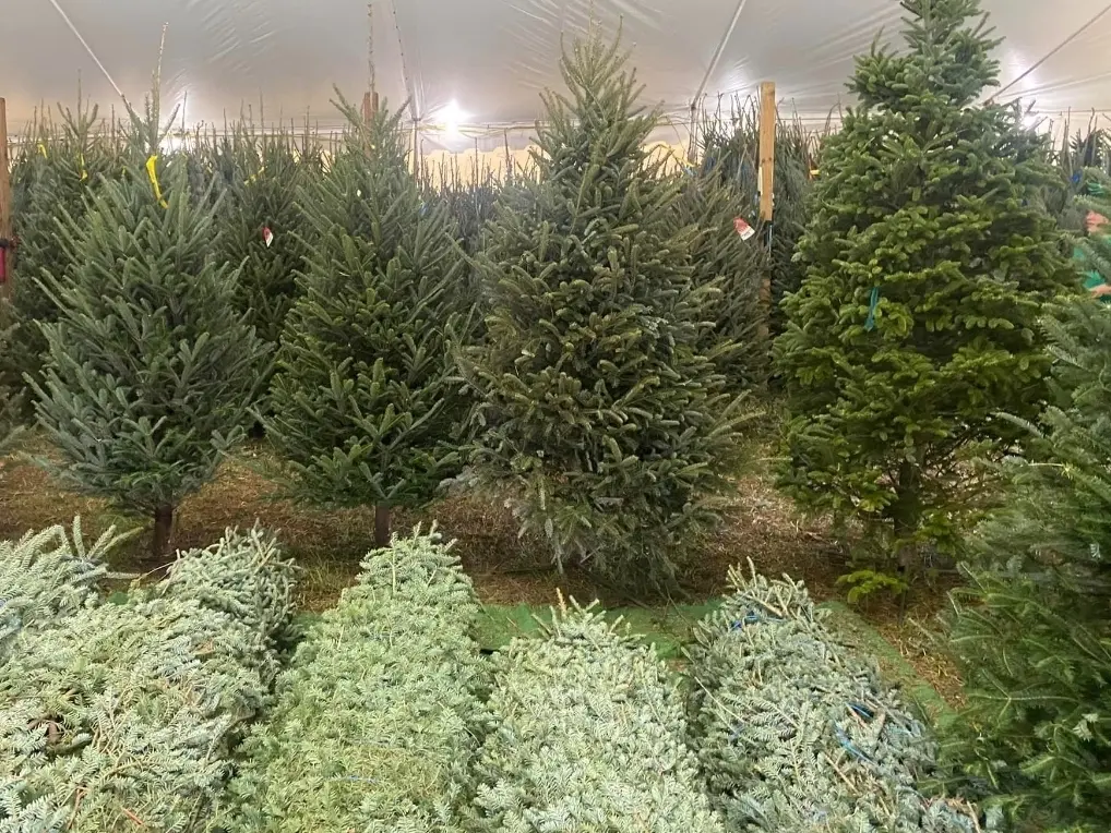 This Is the Best Time to Buy a Christmas Tree, According to the National Christmas Tree Association and Square