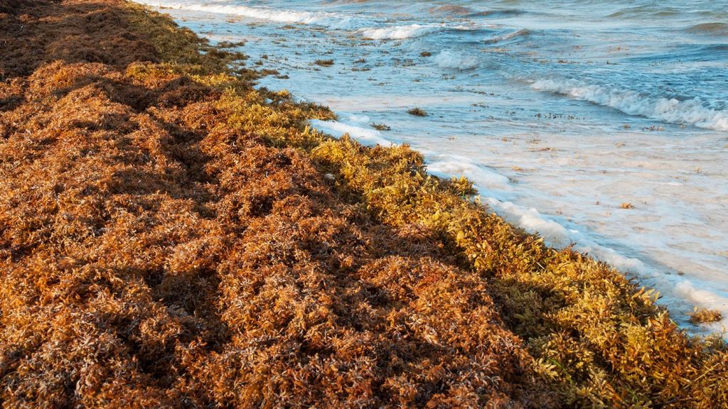 2025 Expected to Be Significant Year for Sargassum Seaweed on Florida&nbsp;Beaches