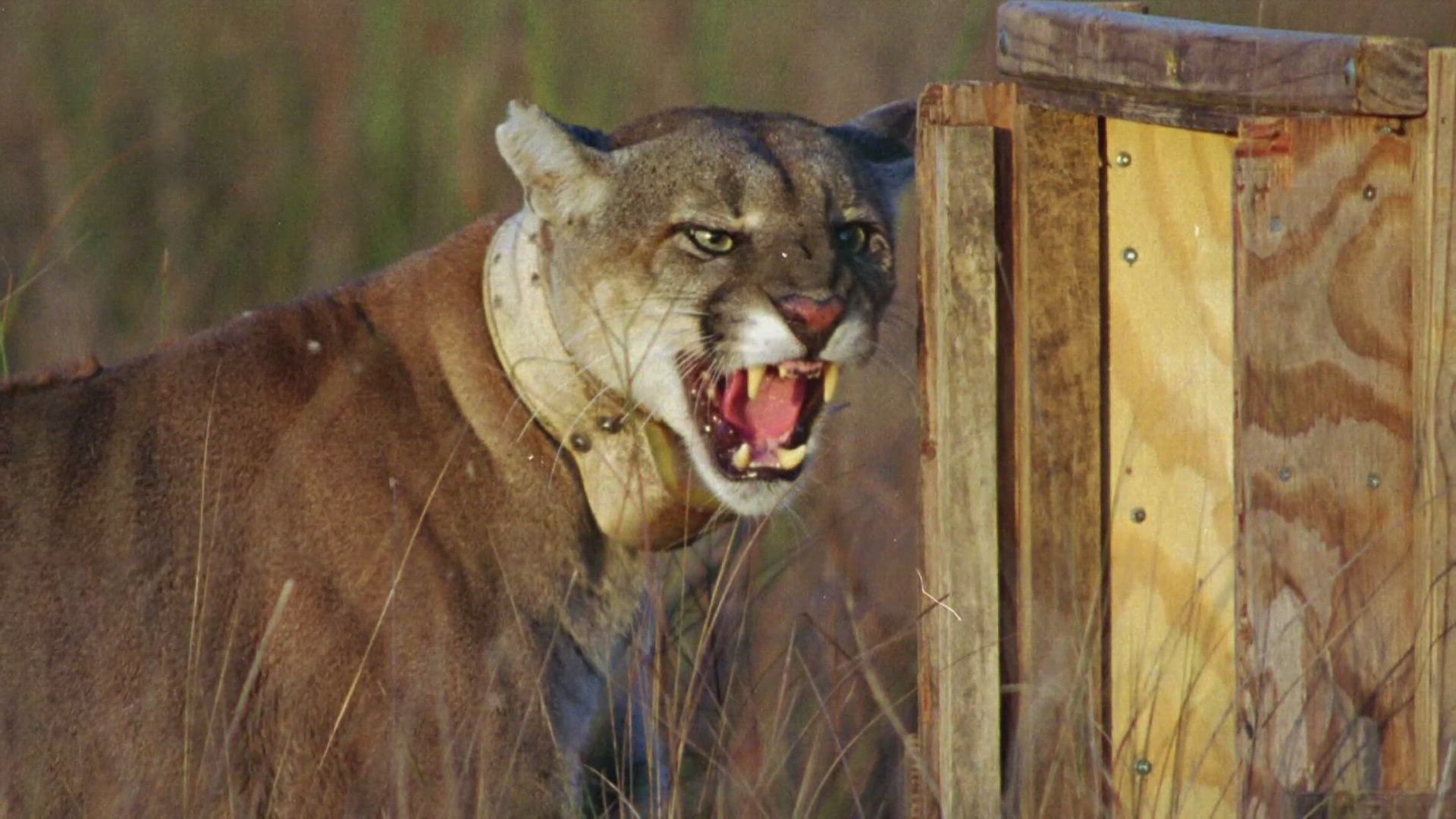 36 Florida Panthers Killed in 2024, Highest Toll Since 2016