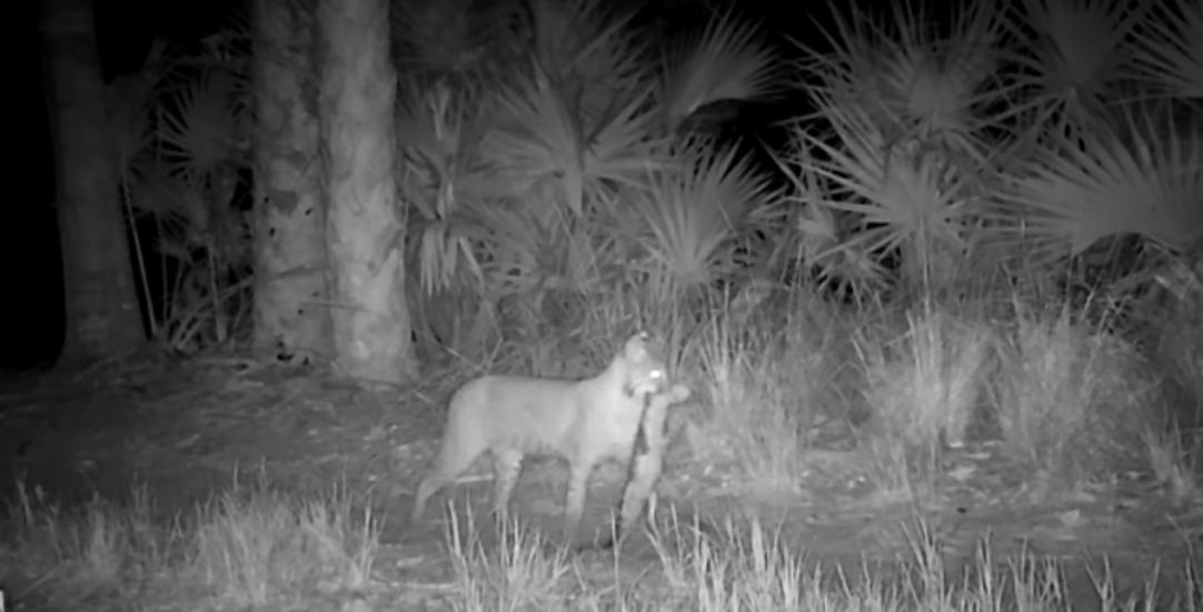 Florida Wildlife Camera Captures Bobcat with Alligator in Rare Footage