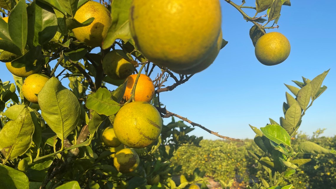 Florida’s Citrus Groves Face Looming Threat