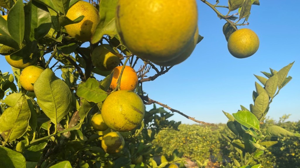 Florida’s Citrus Groves Face Looming&nbsp;Threat