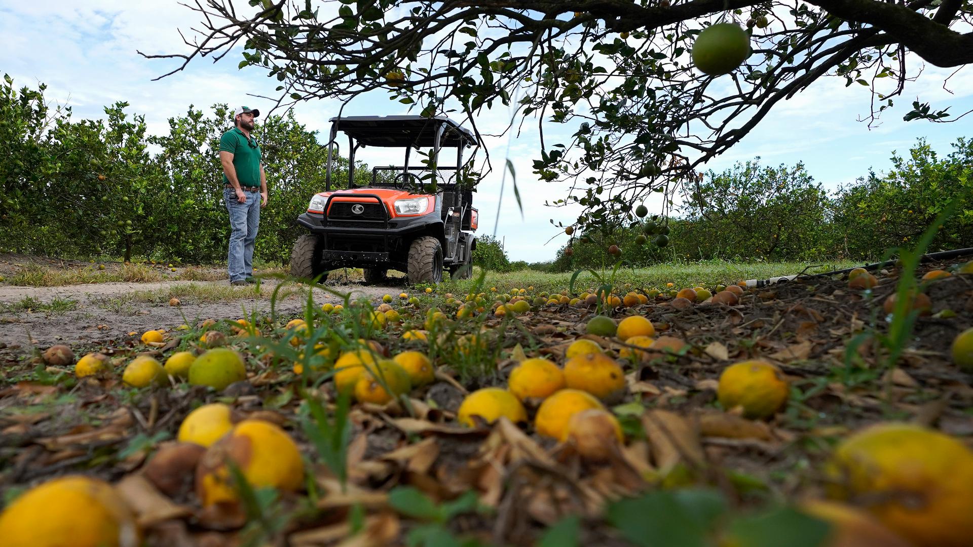 Major Florida Citrus Grower to Cease Operations After Hurricanes and Disease