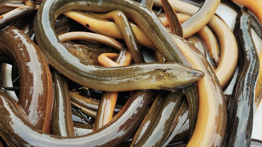 Public Encouraged to Report Invasive Asian Swamp Eel Sightings in&nbsp;Florida
