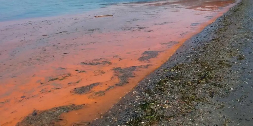 Red Tide Detected Near Skyway&nbsp;Beach