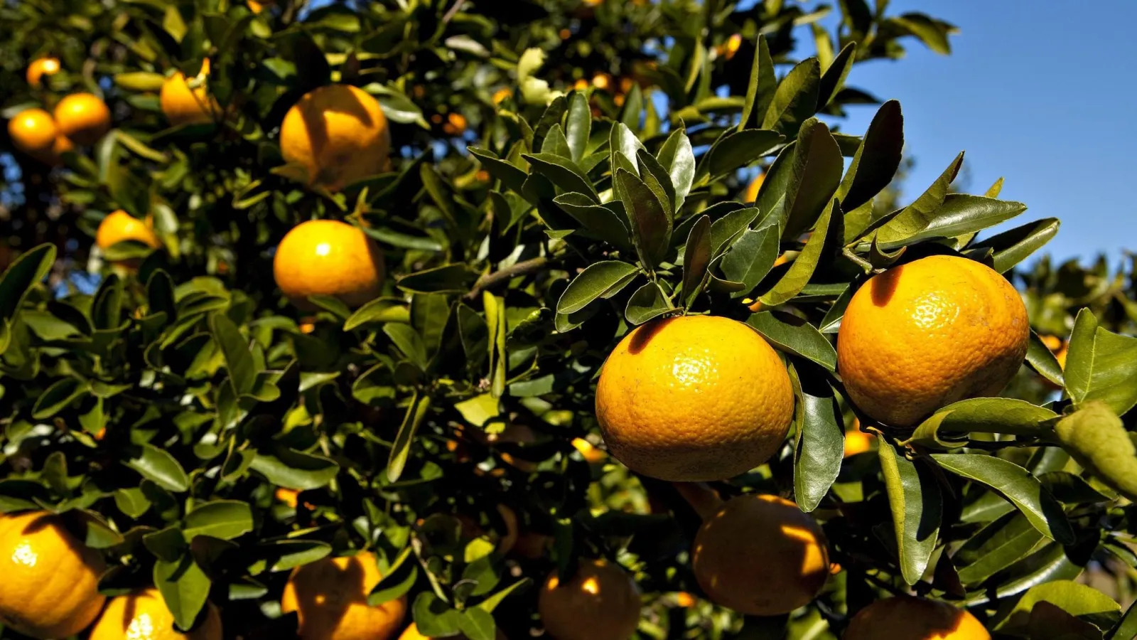 Florida’s Citrus Industry Seeks Lawmaker Support Amid Crisis
