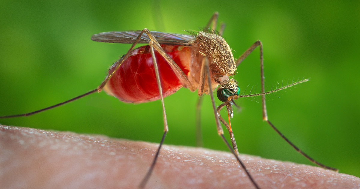 What? Hurricanes May Cause More Mosquitoes This Summer? The Answer is Complicated