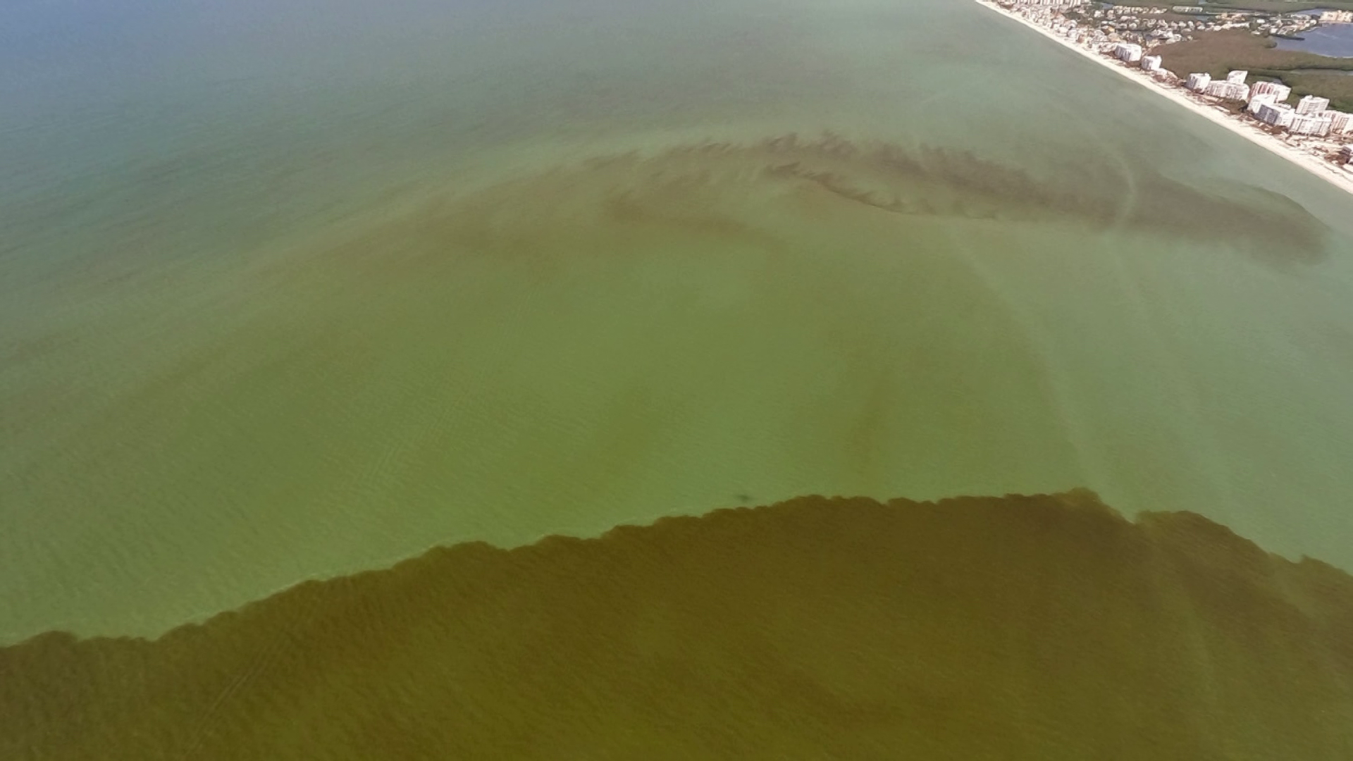 Red Tide Expands Along Southwest Florida Coast from Tampa Bay to Key West