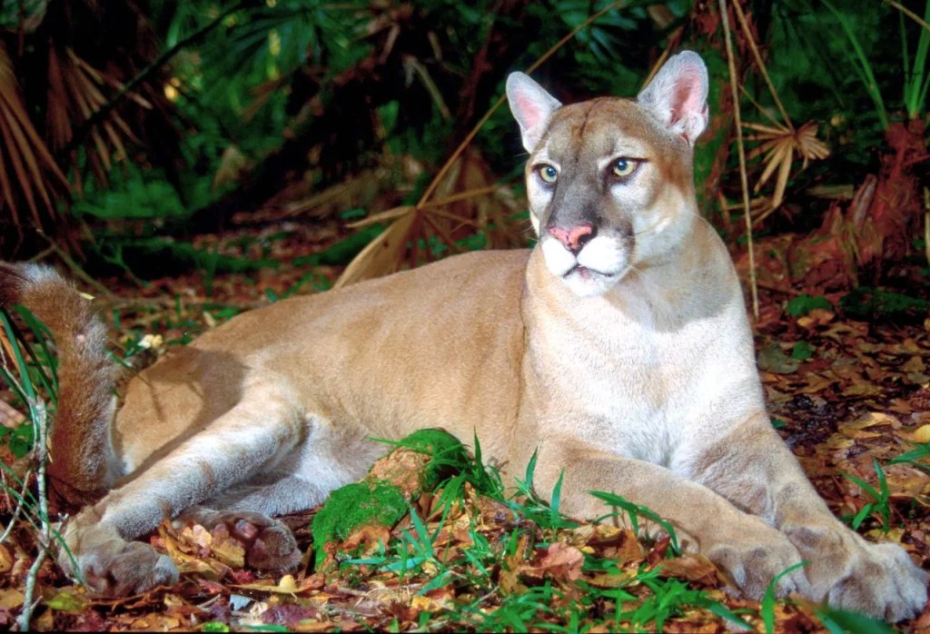 Experts Assess Florida Panther’s Future After Fourth Vehicle-Related Death in&nbsp;2025