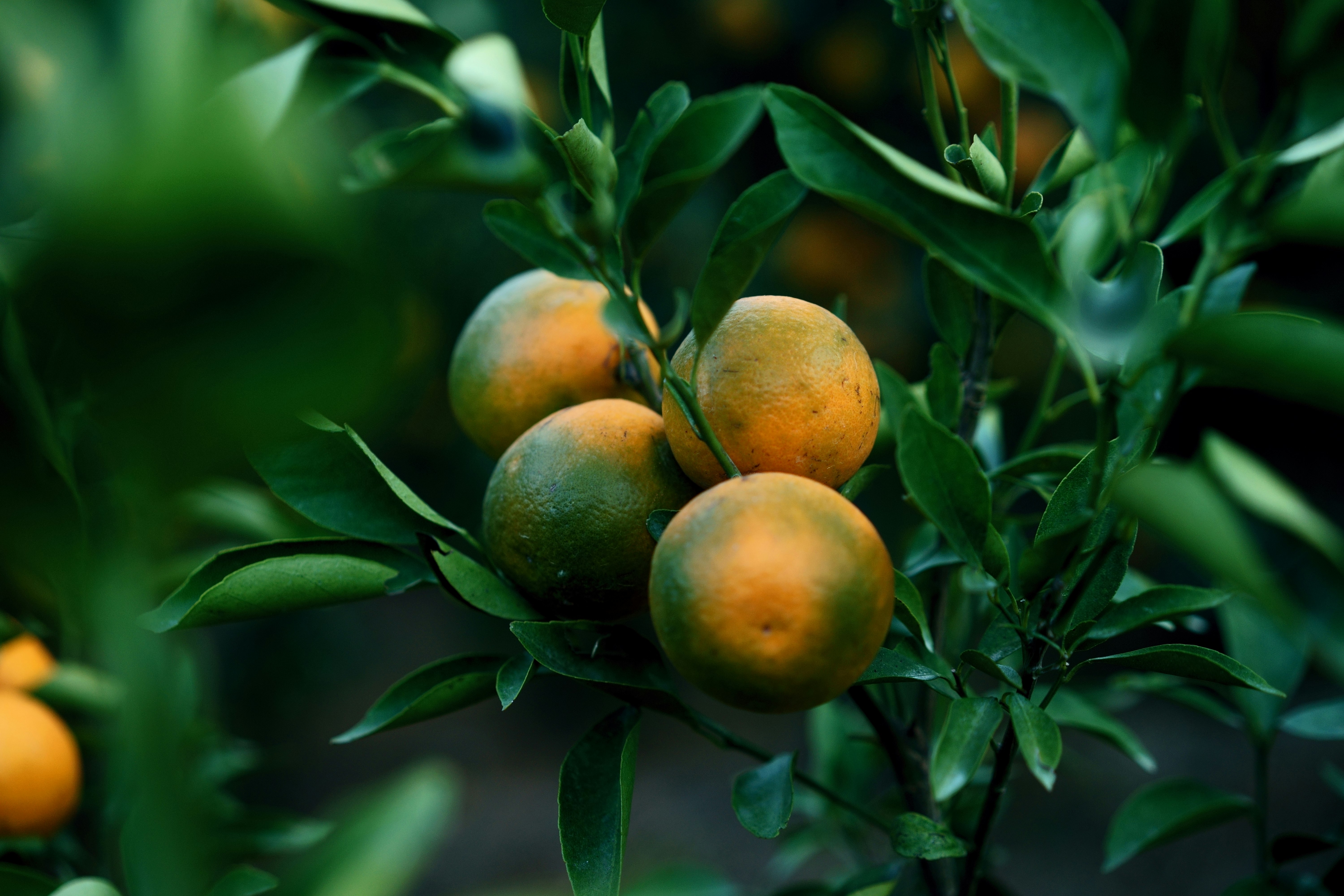 Florida’s Iconic Orange Groves Face an Uncertain Future