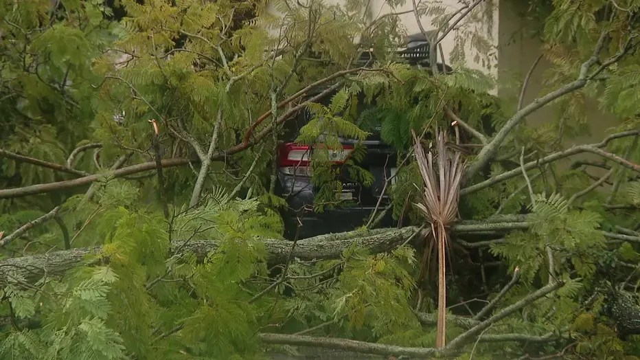 Florida’s Proposed ‘Fallen Tree Act’ Seeks to End No-Fault Rule for Fallen&nbsp;Trees