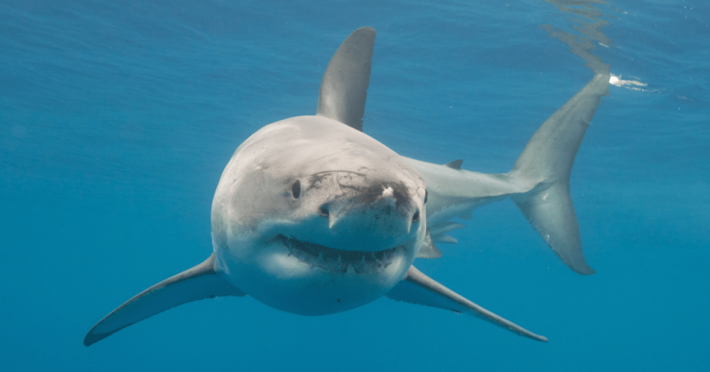 Massive Great White Shark Spotted Off Florida&nbsp;Coast