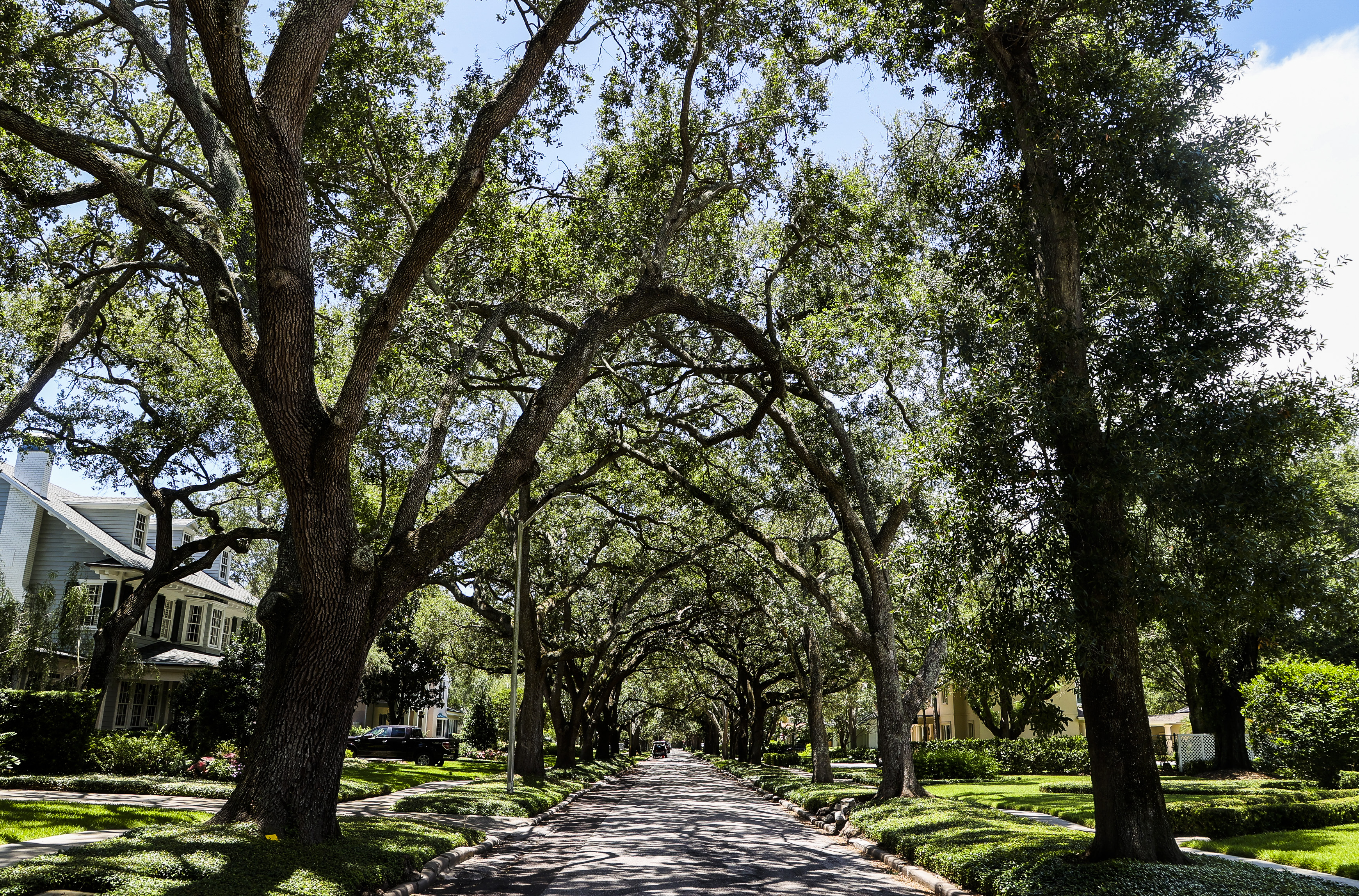 Tampa Launches Initiative to Replenish Tree Canopy After Consecutive Hurricanes