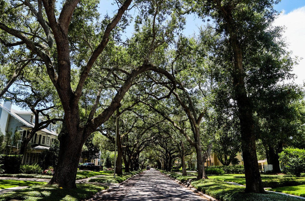 Tampa Launches Initiative to Replenish Tree Canopy After Consecutive&nbsp;Hurricanes