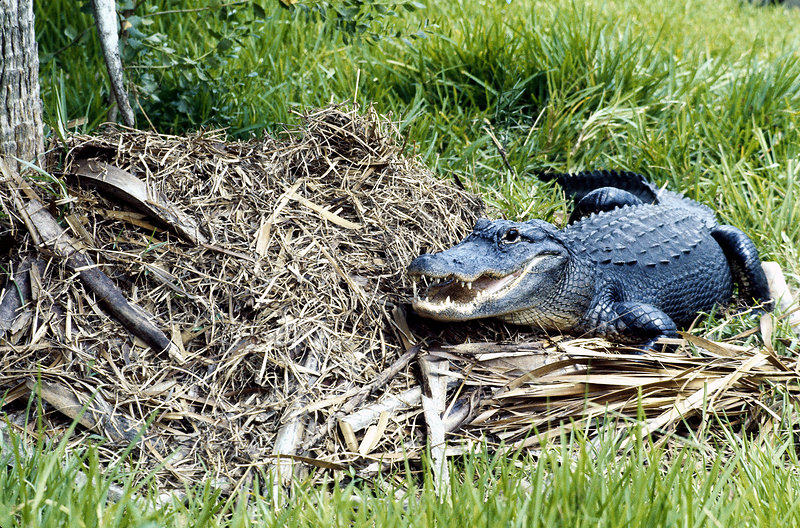 Alligator Nesting Season Is Here in Florida — Stay Safe With These Expert Tips