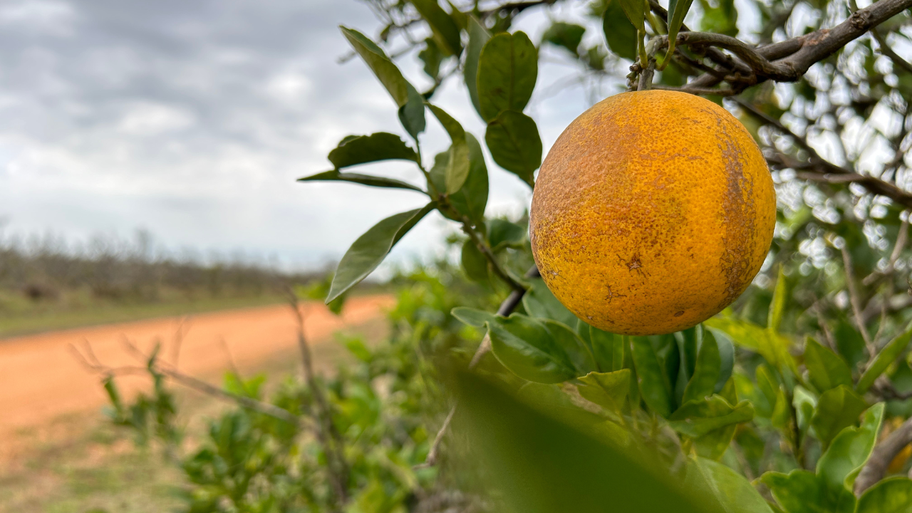 Florida Citrus Growers Could Receive $200 Million Boost Amid Recovery Efforts