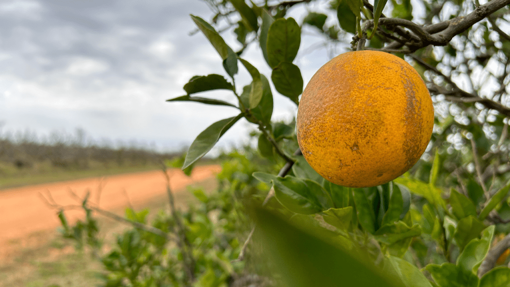 Florida Citrus Growers Could Receive $200 Million Boost Amid Recovery&nbsp;Efforts