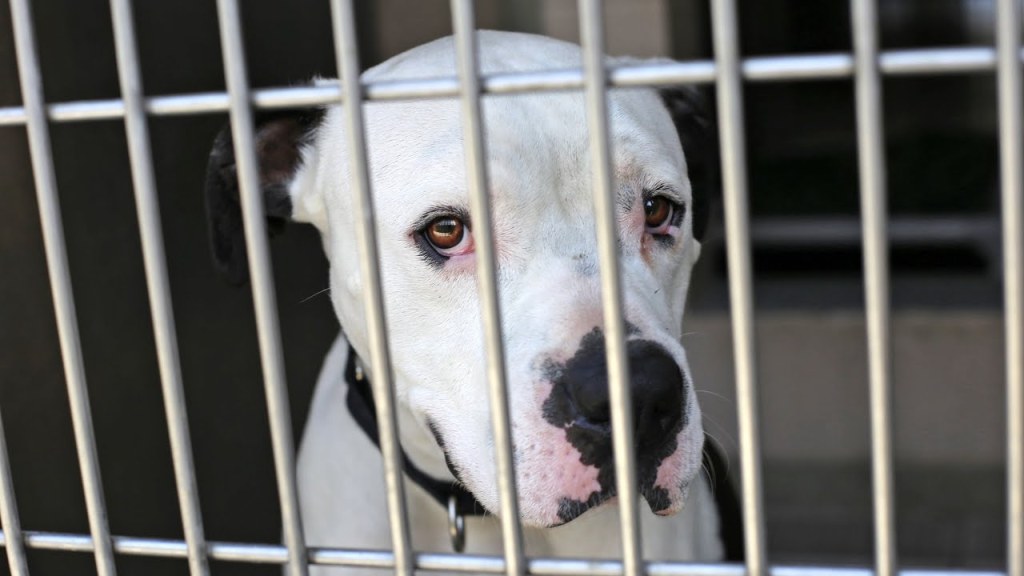 Florida Legislature Unanimously Approves Dangerous Dogs&nbsp;Bill