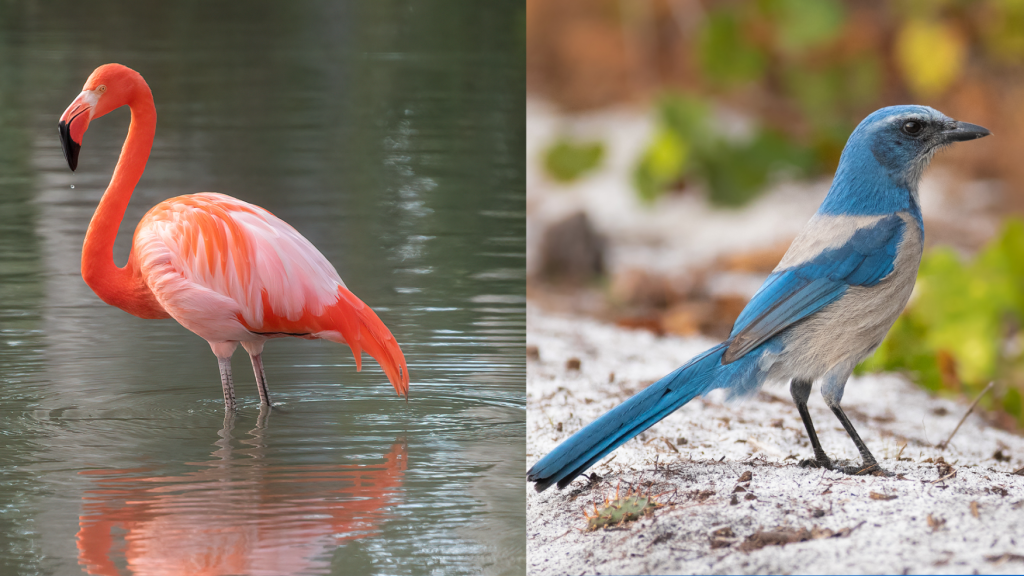 Florida’s Feathered Face-Off as Lawmakers Weigh New State Bird&nbsp;Candidates