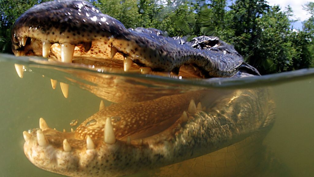 Human Actions Trigger 96% of Alligator Attacks, Study&nbsp;Finds