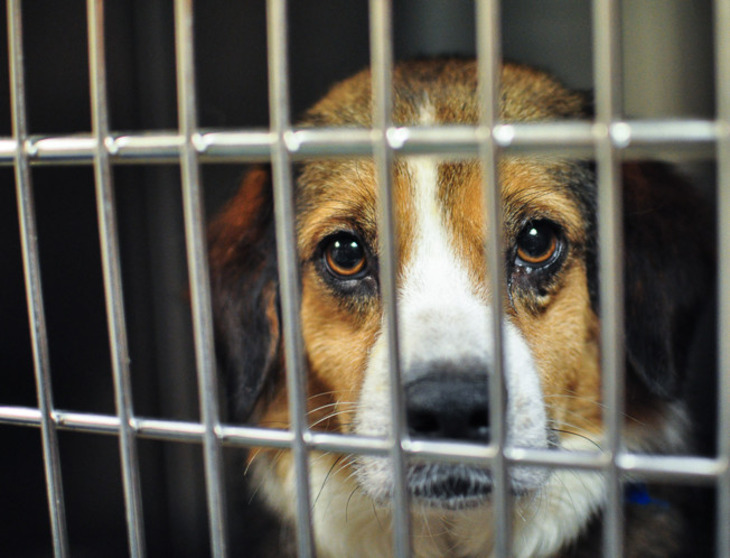 New Florida Bill Targets Puppy Mills, Sparks Breeder&nbsp;Backlash