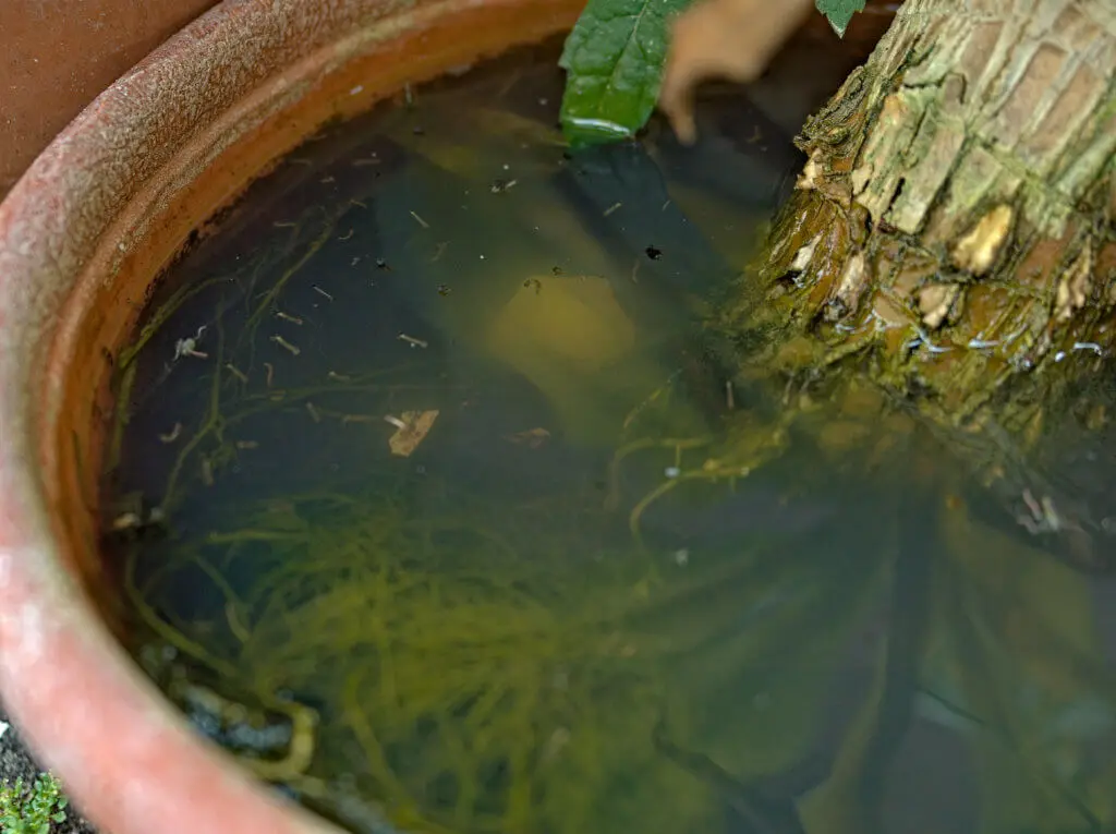 Pinellas County Cracks Down on Mosquito Breeding in Containers