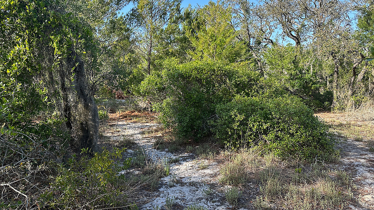 Pinellas County Secures 14-Acre Preserve, Reinforcing Dedication to Environmental Protection